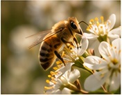 Bee on blossom